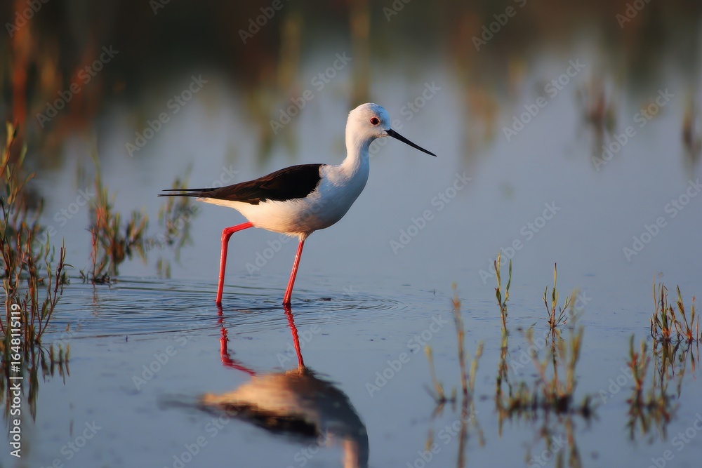 Obraz premium The black winged stilt wades through water searching for food