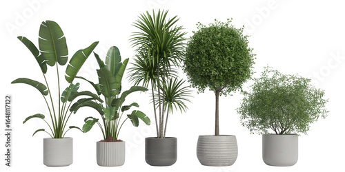 Collection of five potted green houseplants on a transparent background isolated on transparent background