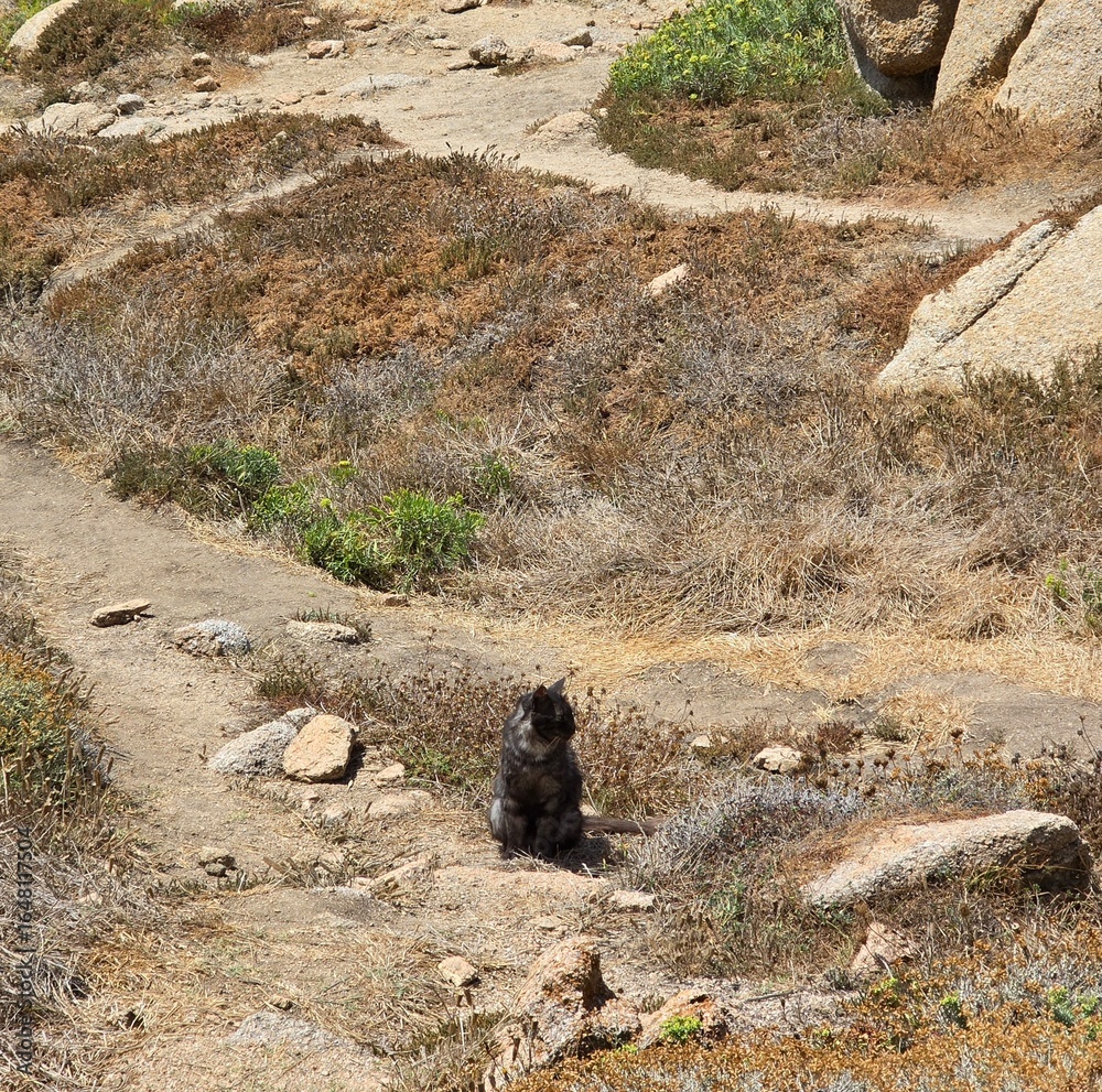 Fototapeta premium a wild cat
