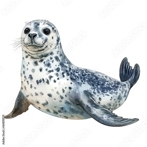 Harbor Seal, watercolor painting vector, isolated on a white background.