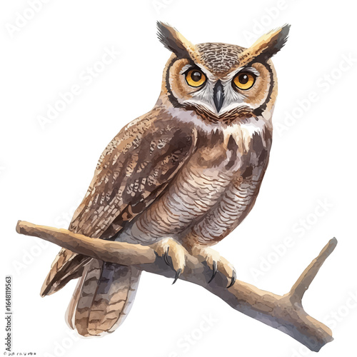 Great Horned Owl, watercolor painting vector, isolated on a white background.