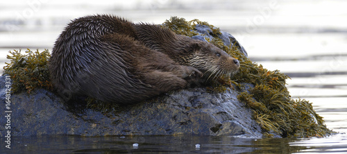Wild eurasian otter at rest on the coast of Mull, Scotland
