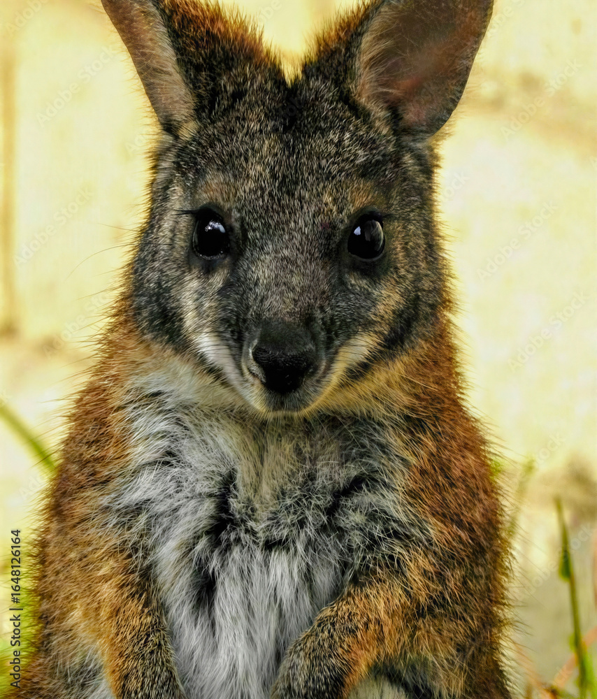 Obraz premium Swamp Wallaby Close-Up