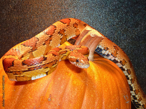 Wallpaper Mural Corn Snake on Pumpkin Torontodigital.ca