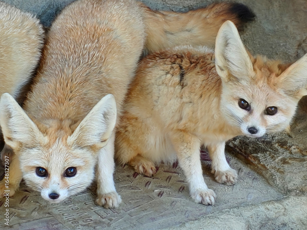 Fototapeta premium Two Fennec Foxes Standing Together