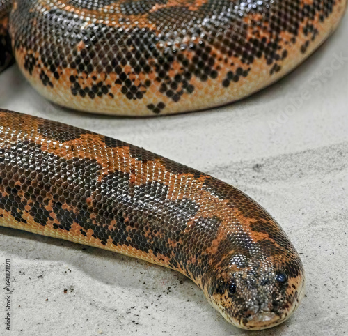 Kenyan Sand Boa on White Surface