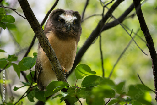 Saw whet owl young in the Canadian wilderness