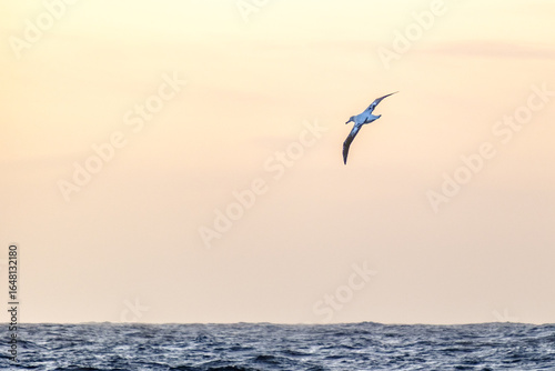 wandering albatross in drake passage