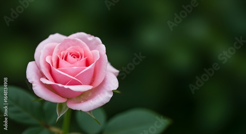 Single pink rose.