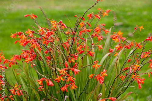 Montbretien (Crocosmia)