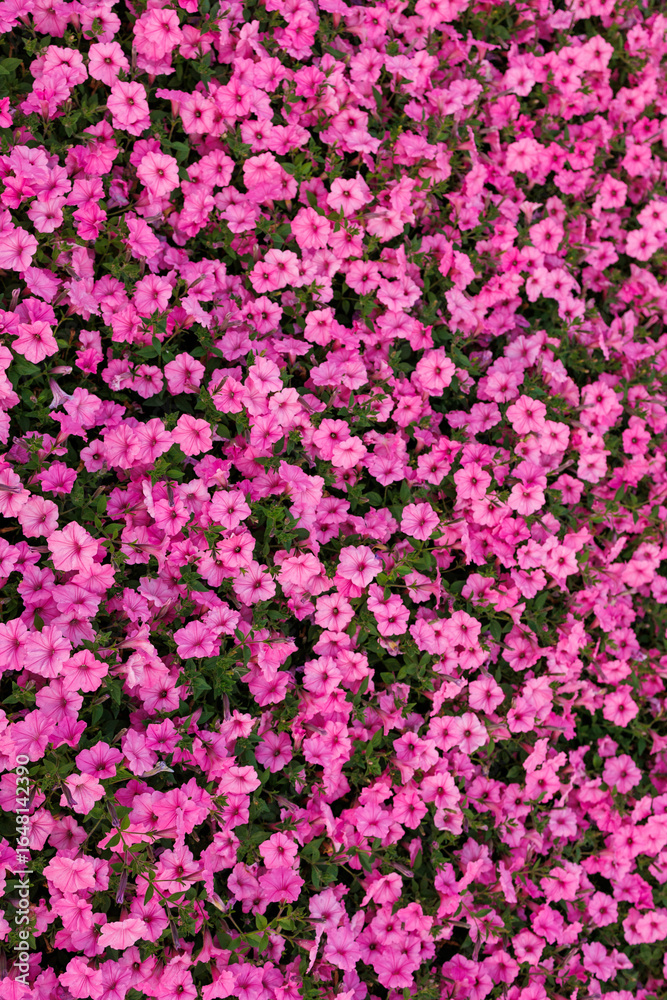 Fototapeta premium Mass Bloom of Pink Petunia Flowers in Garden Bed