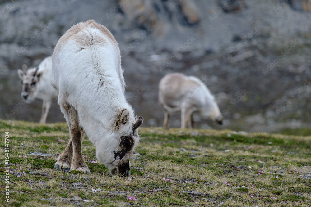 Naklejka premium svalbard reindeer