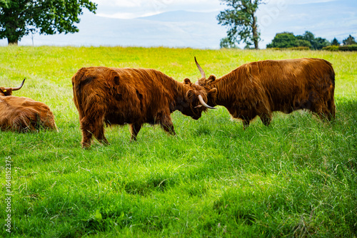 Two Highland cattle locking horns in a field