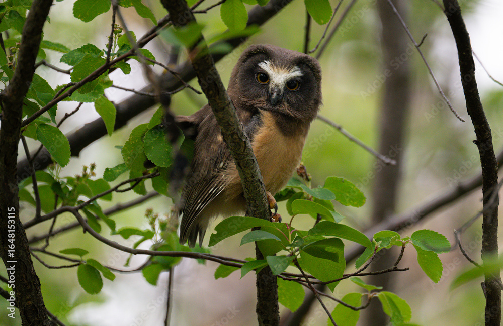 Fototapeta premium Saw whet owl young in the spring