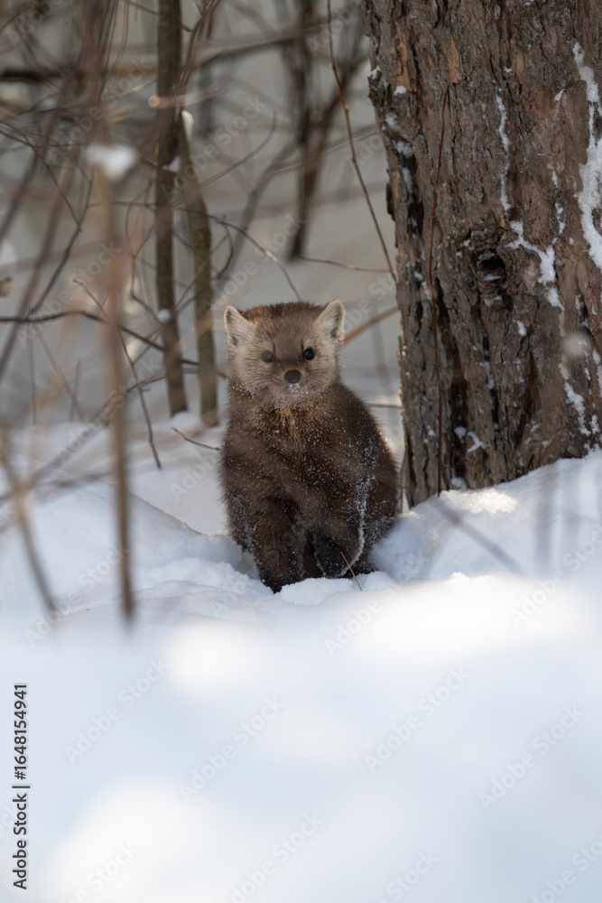 Obraz premium American marten in Ontario, Canada in the winter