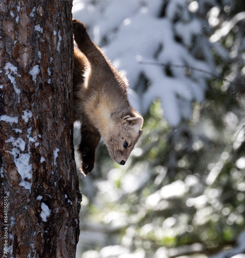Obraz premium American marten in Ontario, Canada in the winter