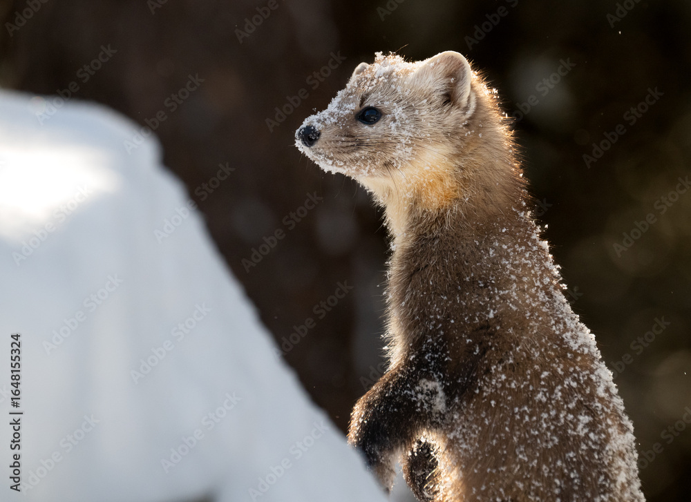 Fototapeta premium American marten in Ontario, Canada in the winter