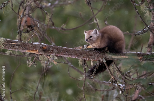 Marten in the Canadian wilderness in the winter