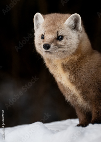 Marten in the Canadian wilderness in the winter