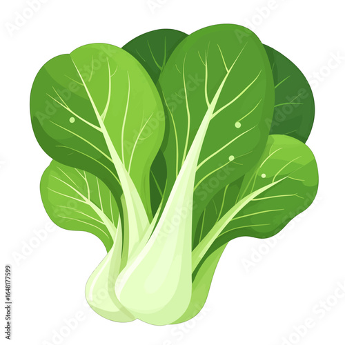 Fresh Bok Choy Vegetable with Green Leaves and White Stems Illustration