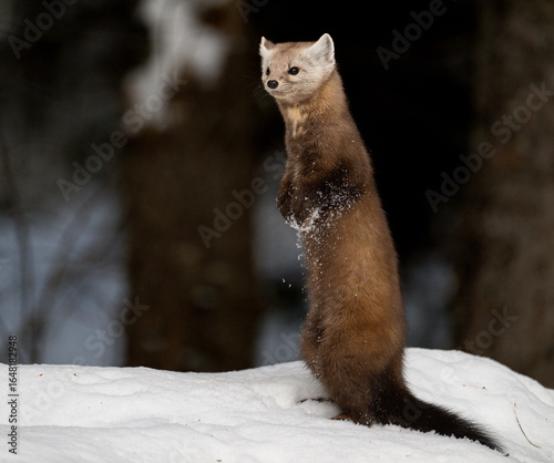 Marten in the winter in Canada's north