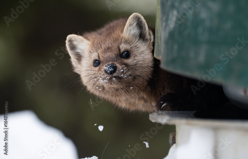 American marten in the winter