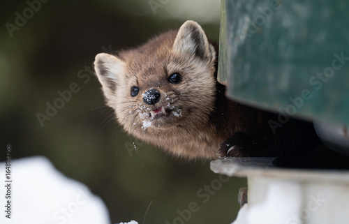 American marten in the winter