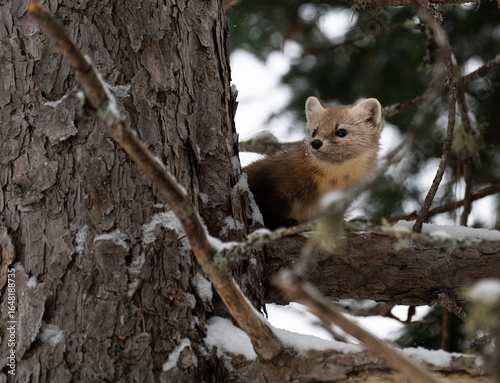 American marten in the winter