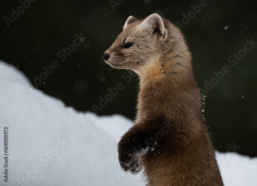 American marten in the winter