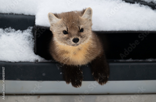 American marten in the winter