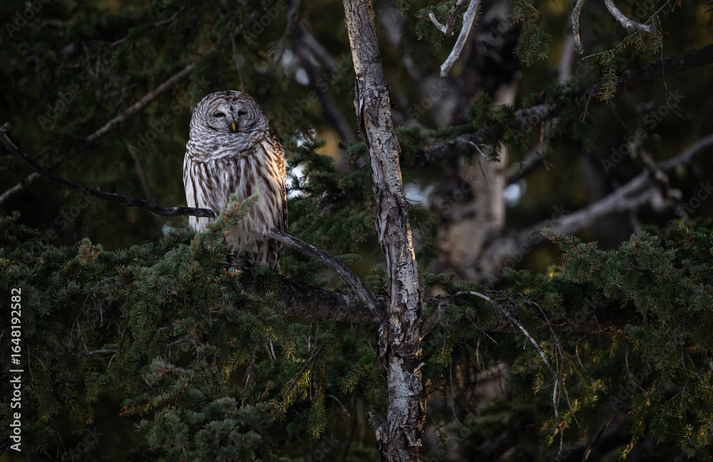 Obraz premium Barred owl in the Canadian foothills in the winter