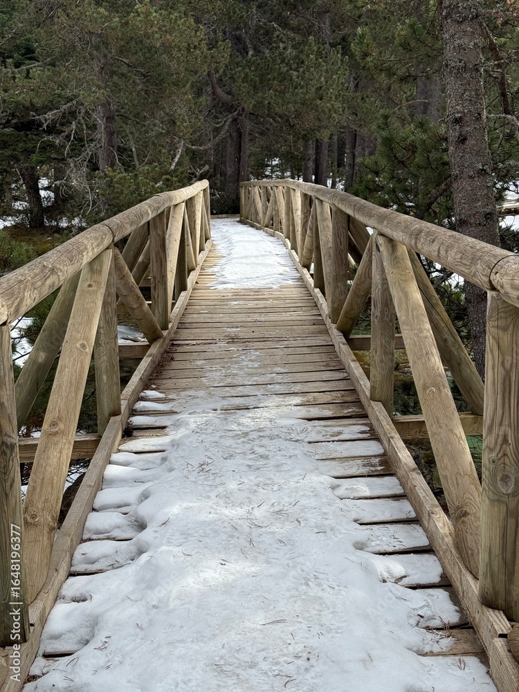 Obraz premium wooden bridge in the forest