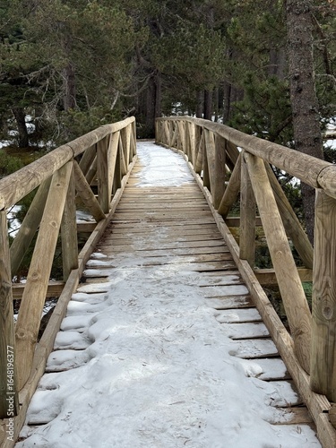 wooden bridge in the forest