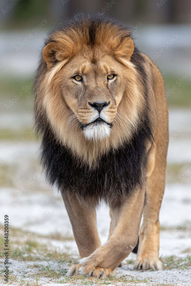 Obraz premium Majestic African Lion Wildlife Kingofbeasts Bigcat Predatory Mammal Solitude Habitat Closeup Whiskered Outdoor Strength Nature Safari Golden Fur Mane Alert Powerful Eyes Savanna Wilderness Ferocious