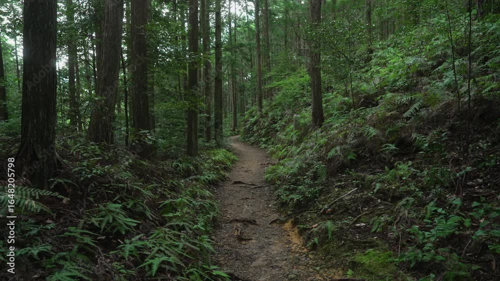 熊野古道・中辺路「水呑王子・伏拝王子区間」和歌山県田辺市本宮町 Mizunomi Ōji to Fushiogami Ōji Segment – Kumano Kodo Pilgrimage Trail, Wakayama Prefecture 熊野古道・中辺路「水呑王子・伏拝王子区間」和歌山県田辺市本宮町 Mizunomi Ōji to Fushiogami Ōji Segment – Kumano Kodo Pilgrimage Trail, Wakayama Prefecture