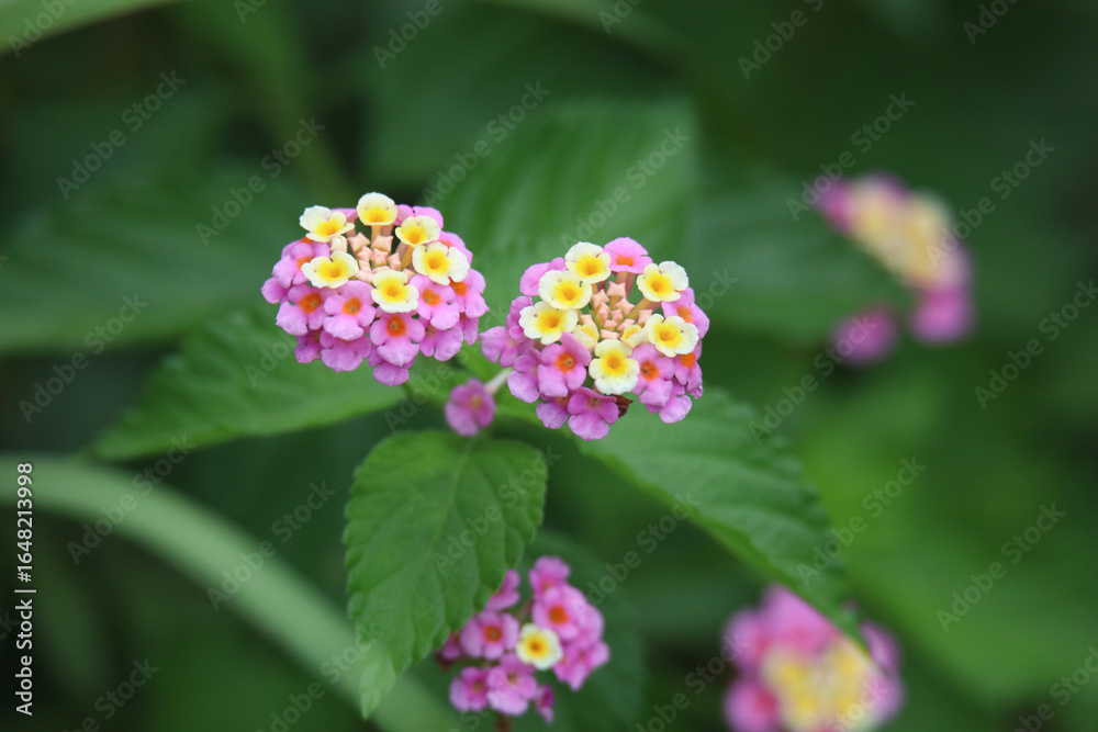 Fototapeta premium ランタナ