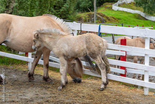 Mare and Foal Norwegian Fjord Horse in a Farmed Enclosure on a Farm near Bergen, Norway