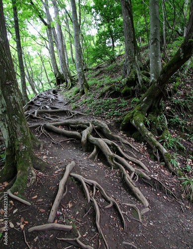 Forest path with extensive tree roots