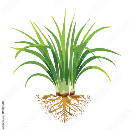 Simple Illustration of a Cattail Plant with Leaves and Roots, Isolated Nature Graphic