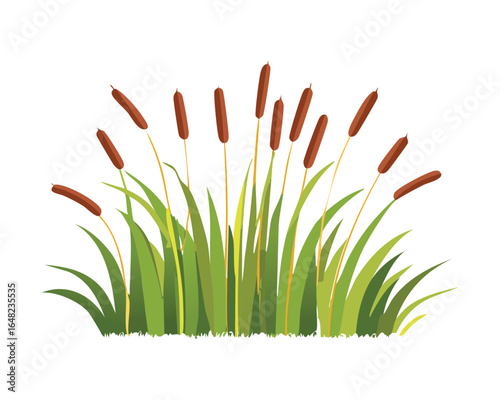 A Bunch of Red Cattail Plants, Isolated Wetland and Nature Vector Illustration