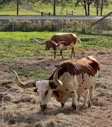 Texas Longhorn Grazing in Sunlit Pasture