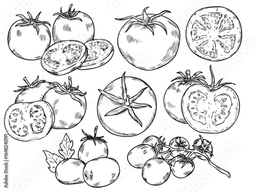 Set of various type of hand drawn tomatoes outline drawing illustration