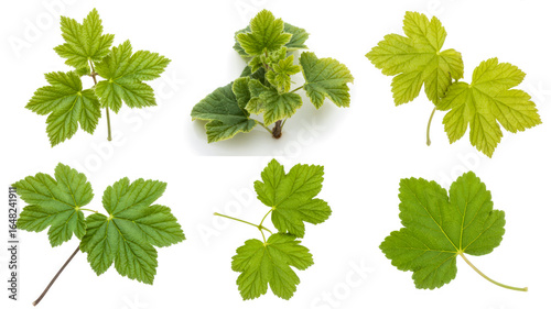 Green leaves with serrated edges on white background plant foliage