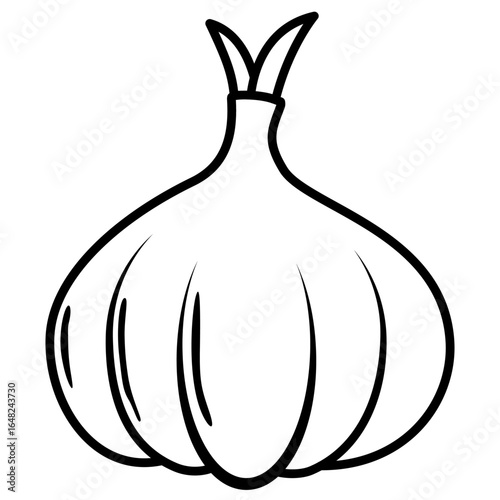 vector illustration of garlic 