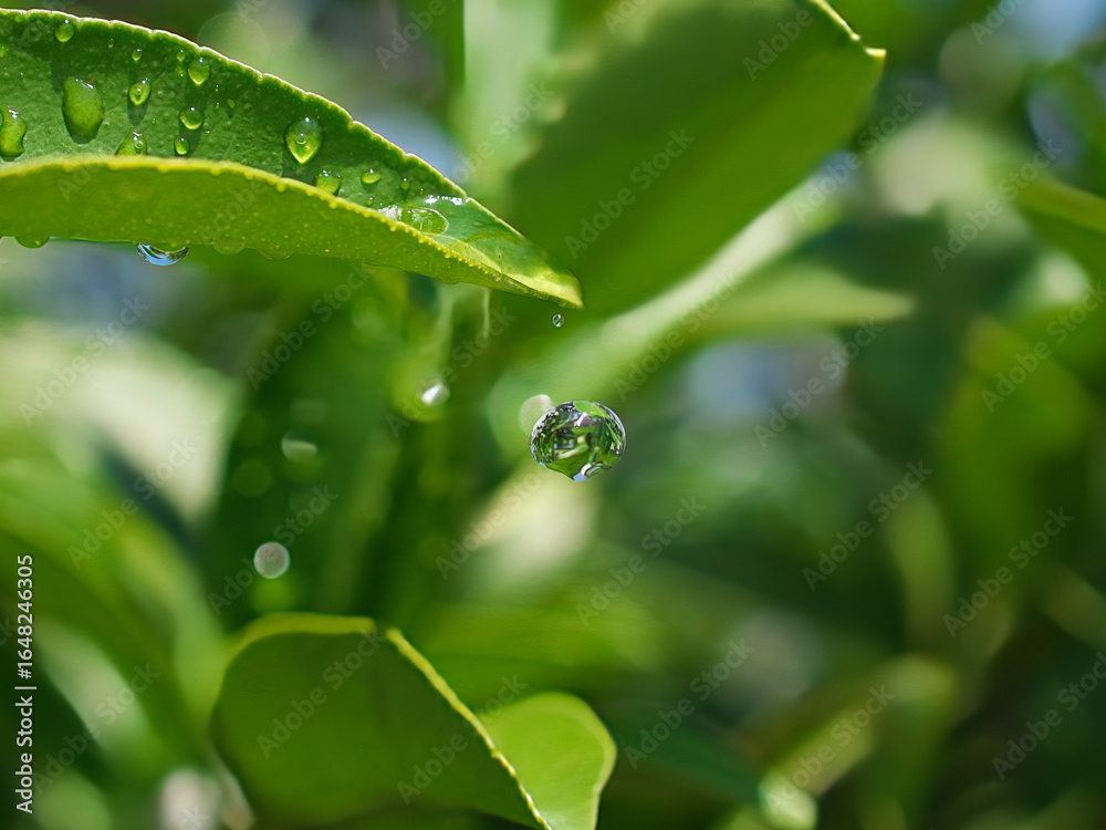 葉っぱの先端から夏の通り雨の滴が落下する瞬間ー その3 葉っぱの先端から夏の通り雨の滴が落下する瞬間ー その3
