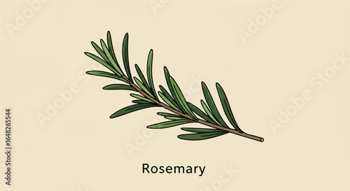 A single sprig of rosemary on a plain background
