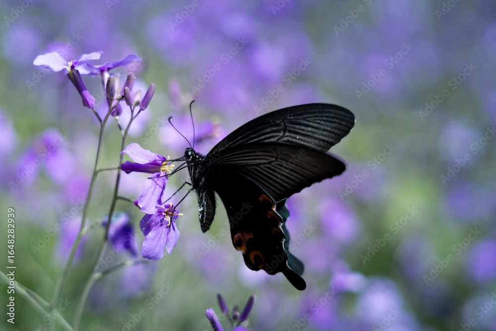 custom made wallpaper toronto digitalアゲハ蝶