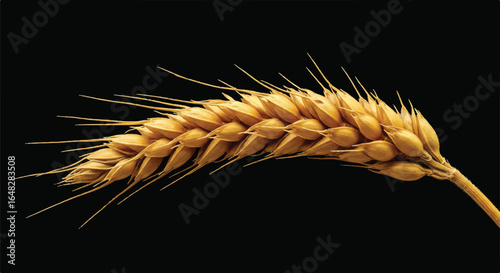 Golden wheat stalk isolated on black