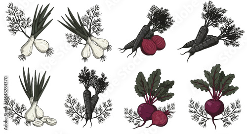 Hand-drawn illustrations of onions, carrots, beets, and dill