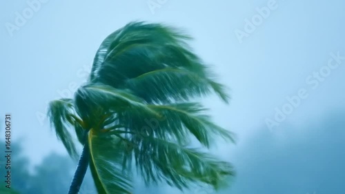 Palm Tree in Strong Wind  Tropical Storm with Hurricane Concept, and Natures Power.